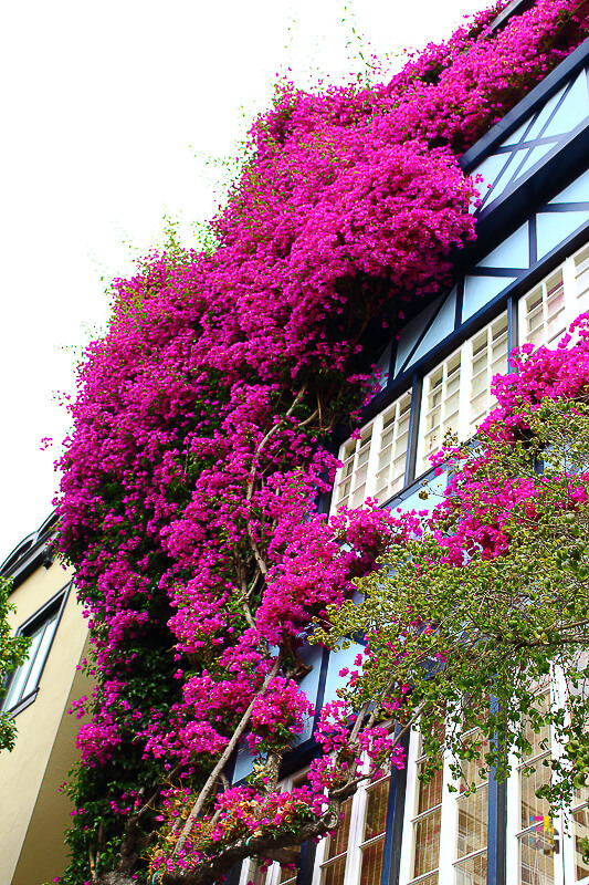 A Journey Of Colour - San Francisco Bougainvillea Photo