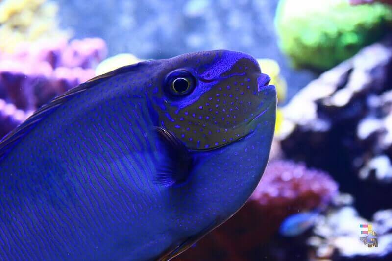 Natural History Museum, Washington, D.C